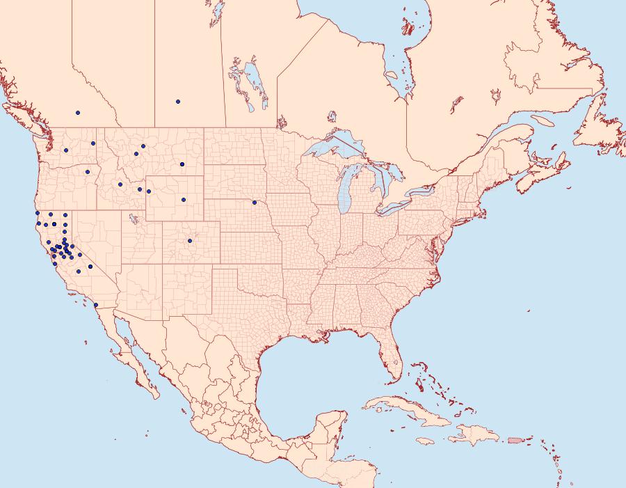 Distribution Data for Euchlaena mollisaria