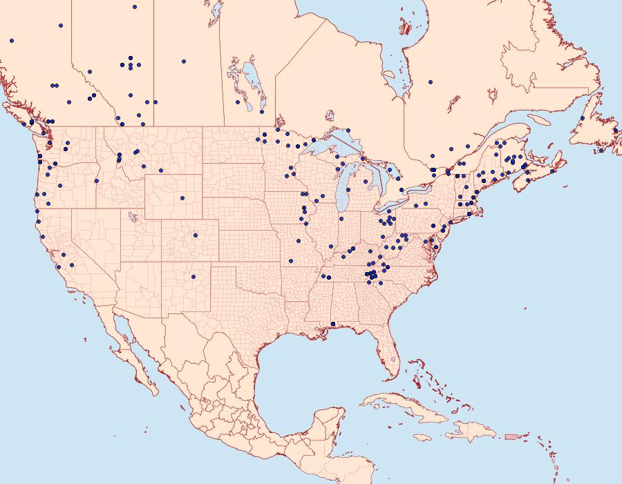 Distribution Data for Pero morrisonaria