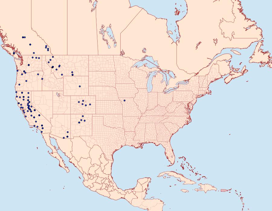 Distribution Data for Pero behrensaria