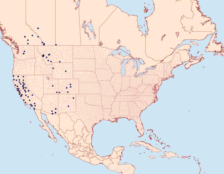 Distribution Data for Pero occidentalis