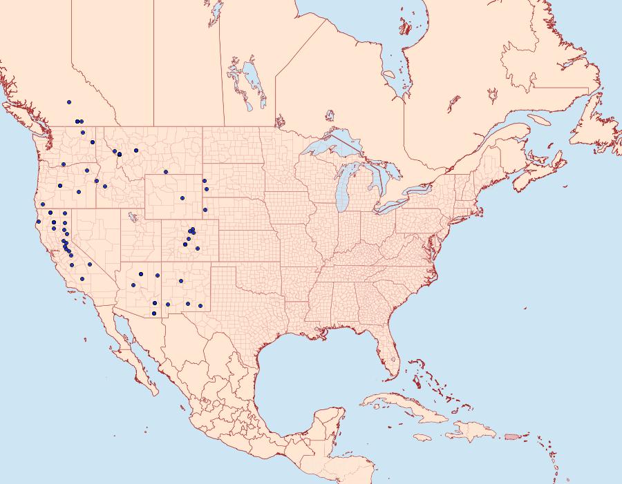 Distribution Data for Phaeoura mexicanaria