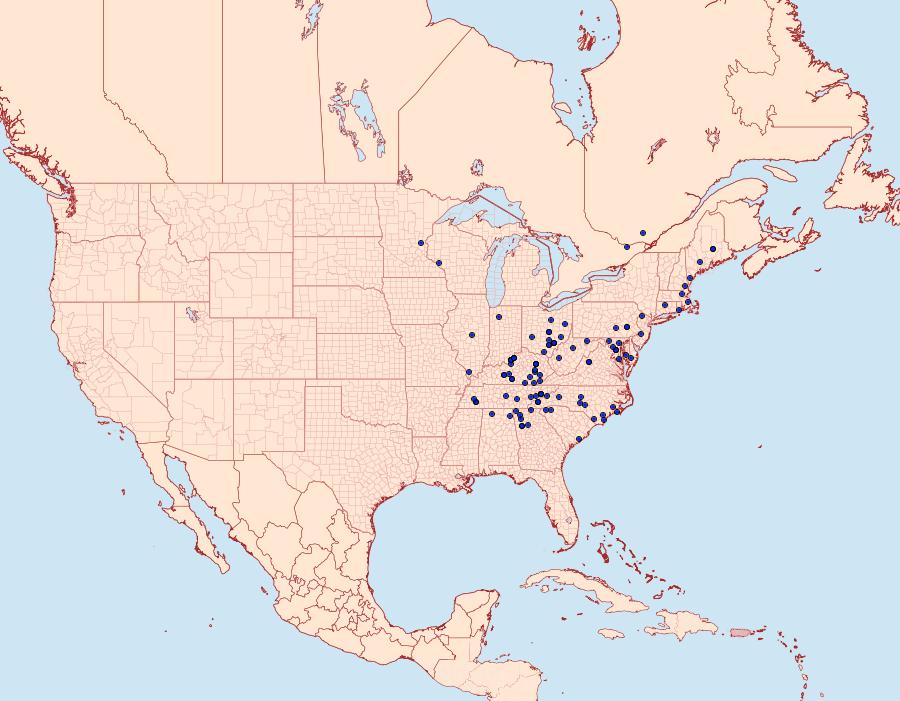 Distribution Data for Metarranthis angularia