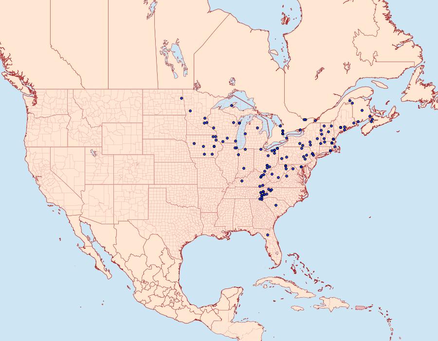 Distribution Data for Cepphis armataria