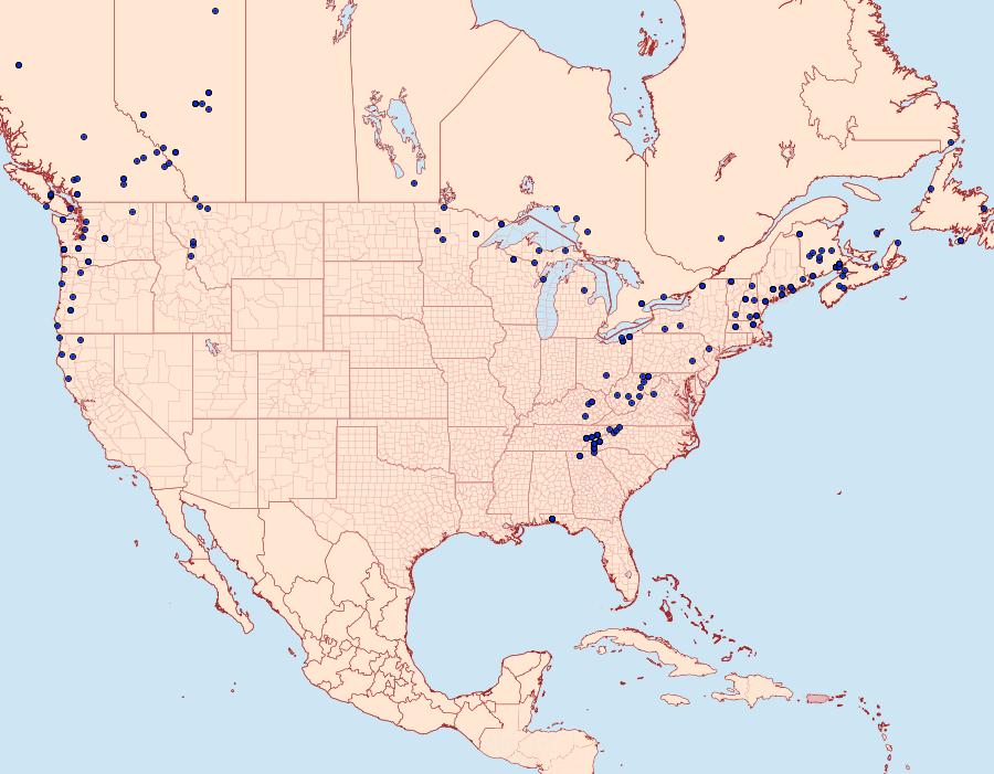 Distribution Data for Caripeta divisata