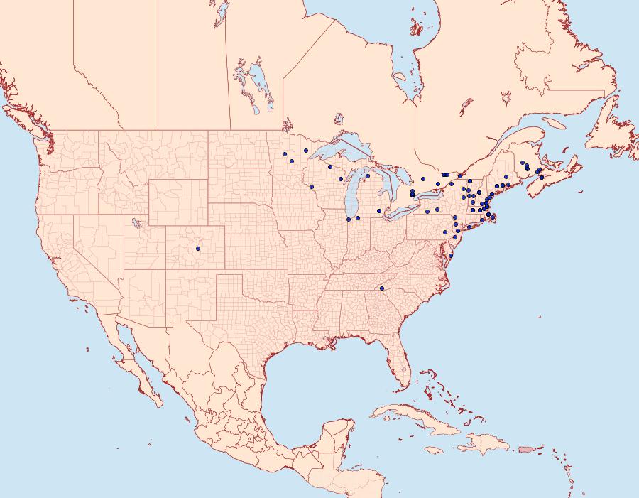 Distribution Data for Caripeta piniata