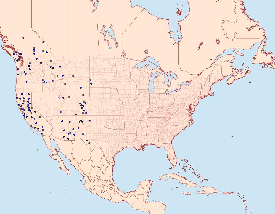 Distribution Data for Caripeta aequaliaria