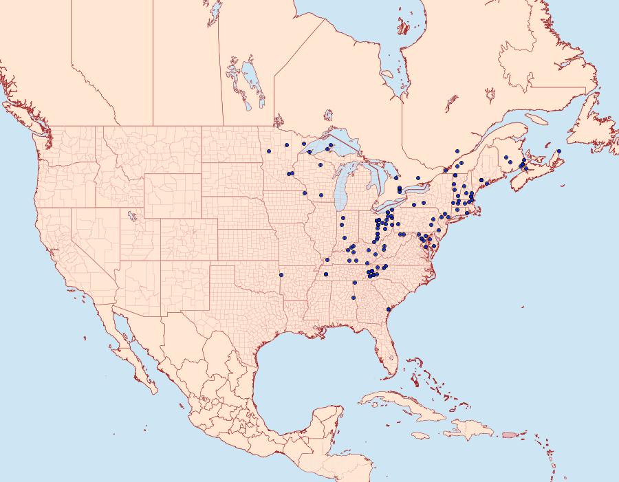 Distribution Data for Besma endropiaria