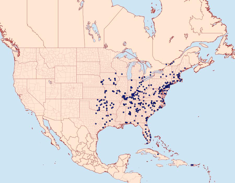 Distribution Data for Patalene olyzonaria