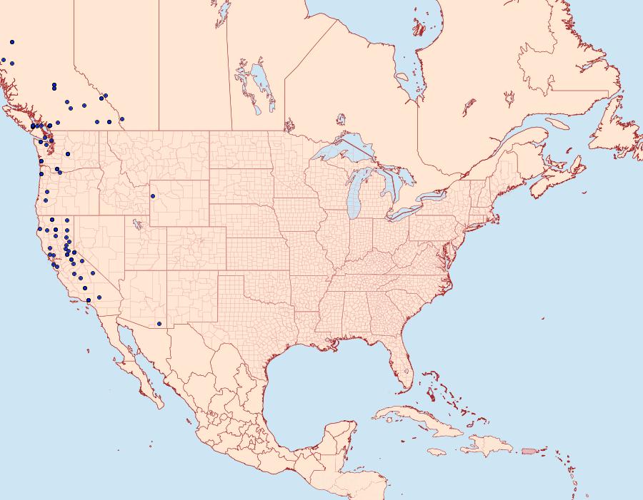 Distribution Data for Sabulodes packardata