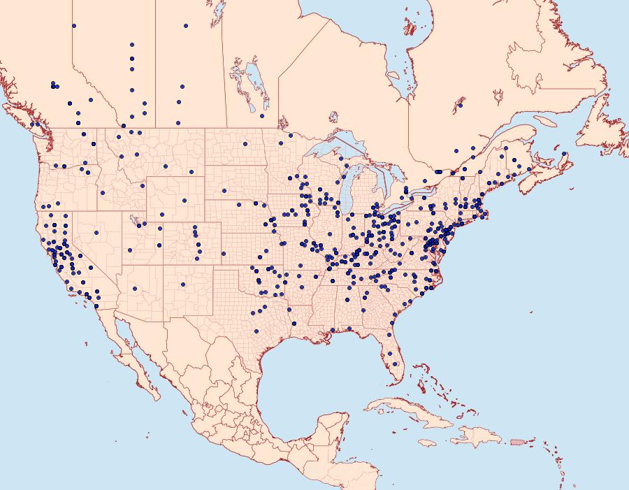 Distribution Data for Synchlora aerata