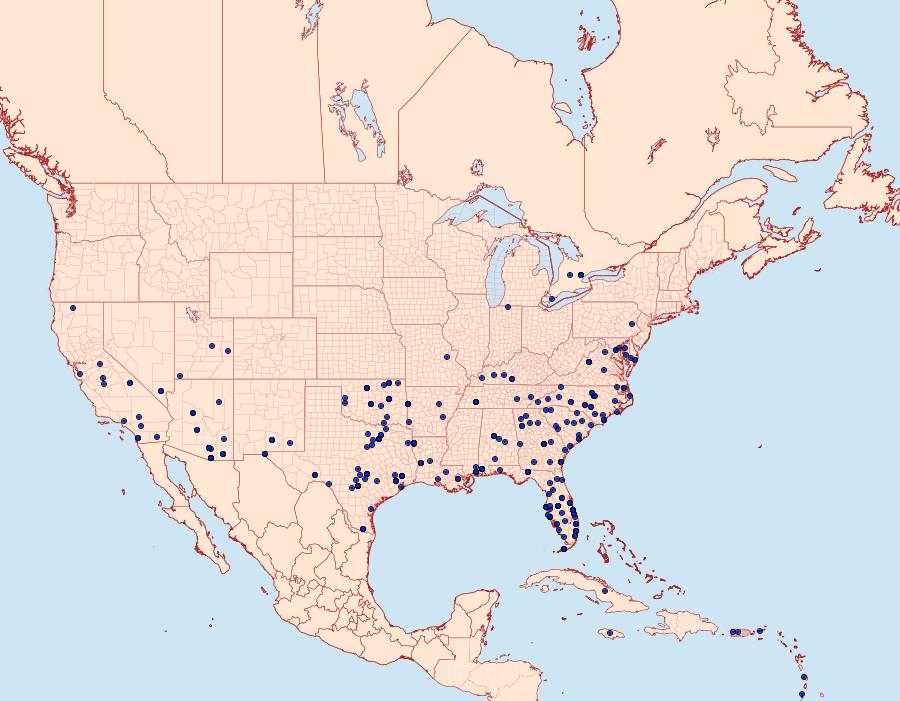 Distribution Data for Synchlora frondaria