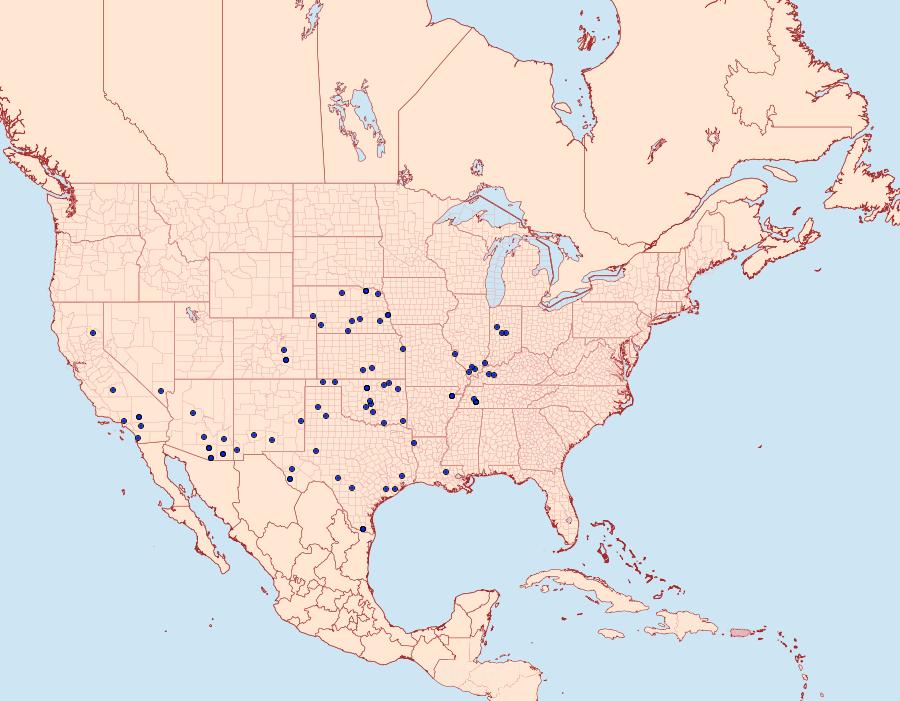 Distribution Data for Chlorochlamys phyllinaria