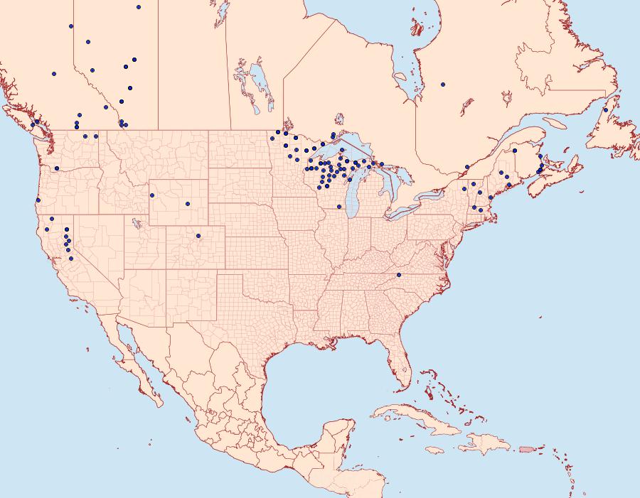 Distribution Data for Mesothea incertata