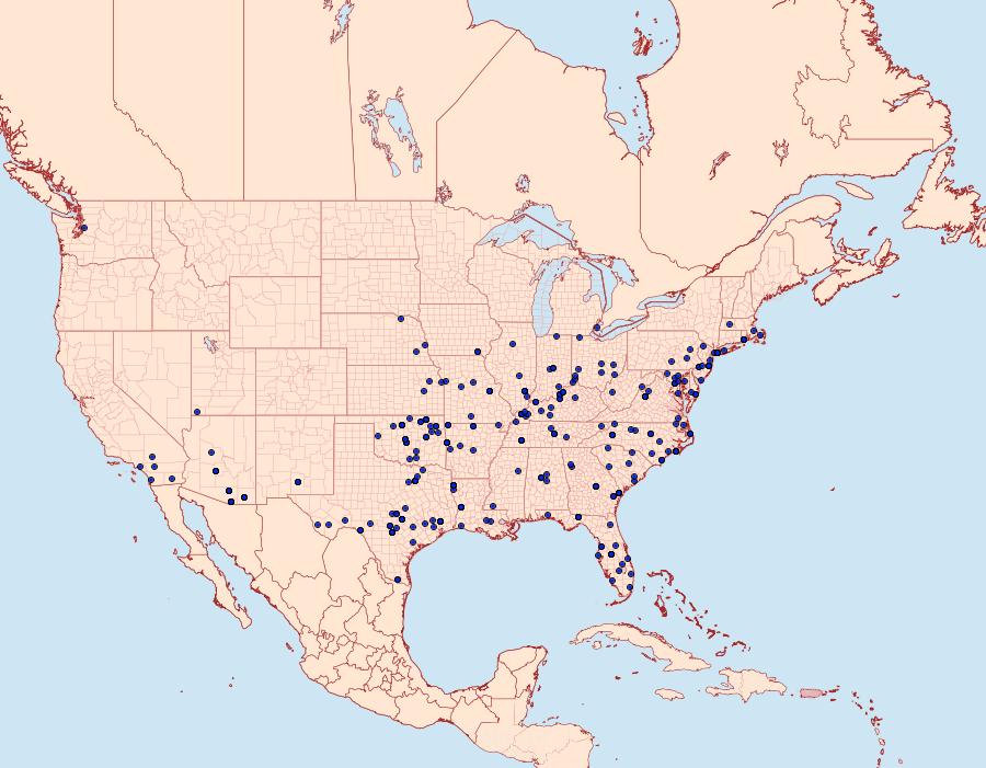 Distribution Data for Lobocleta ossularia