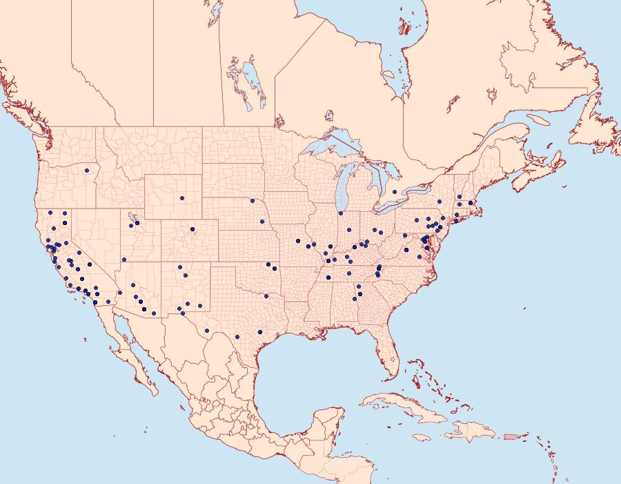 Distribution Data for Idaea bonifata