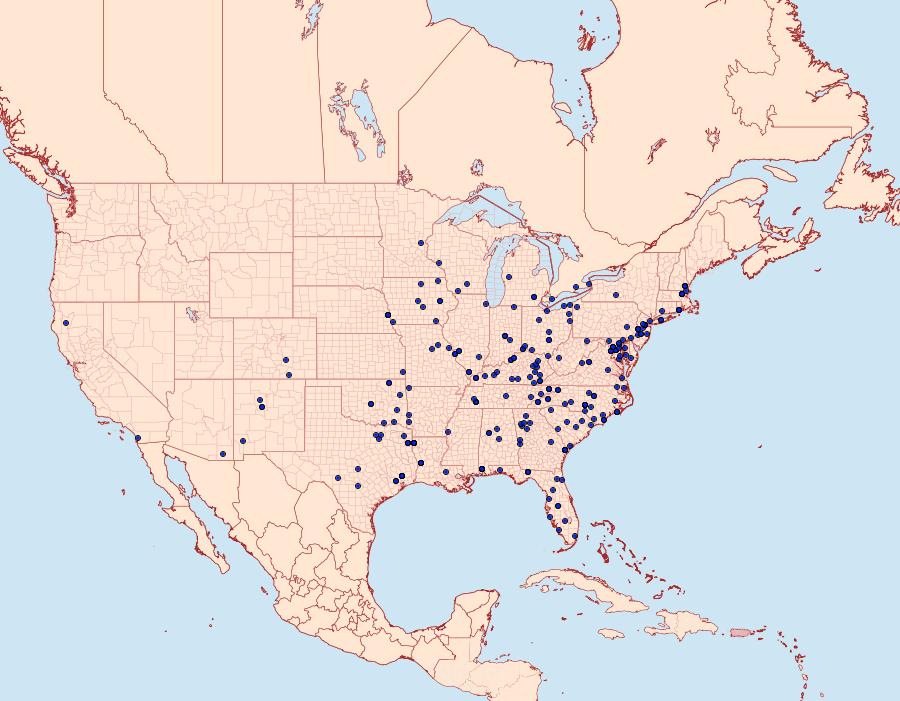 Distribution Data for Cyclophora packardi