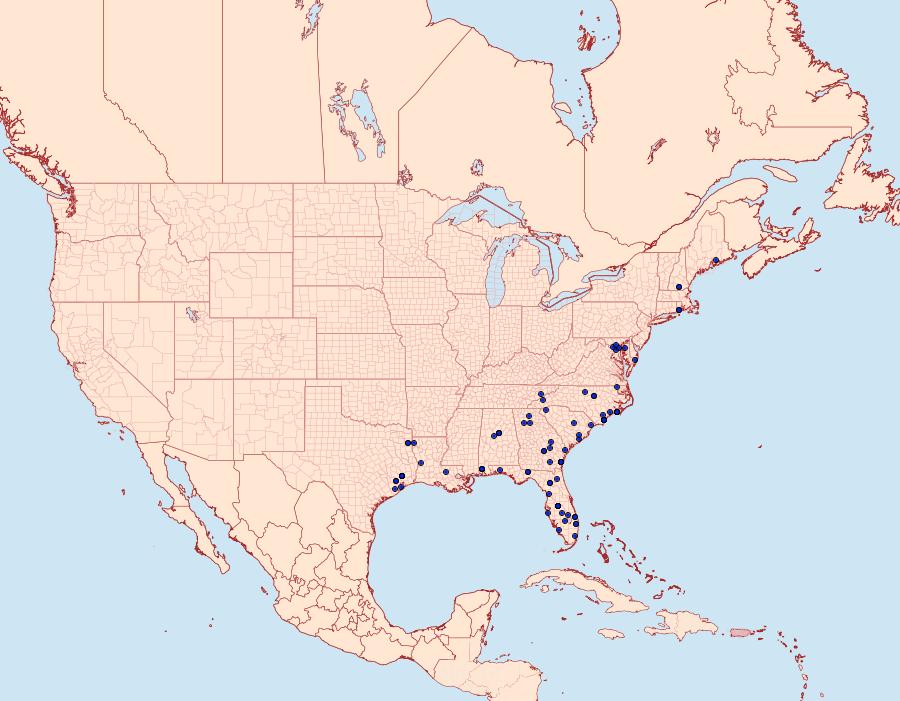 Distribution Data for Cyclophora myrtaria