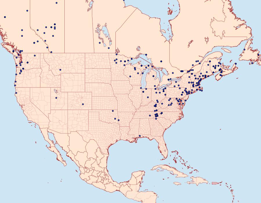 Distribution Data for Cyclophora pendulinaria