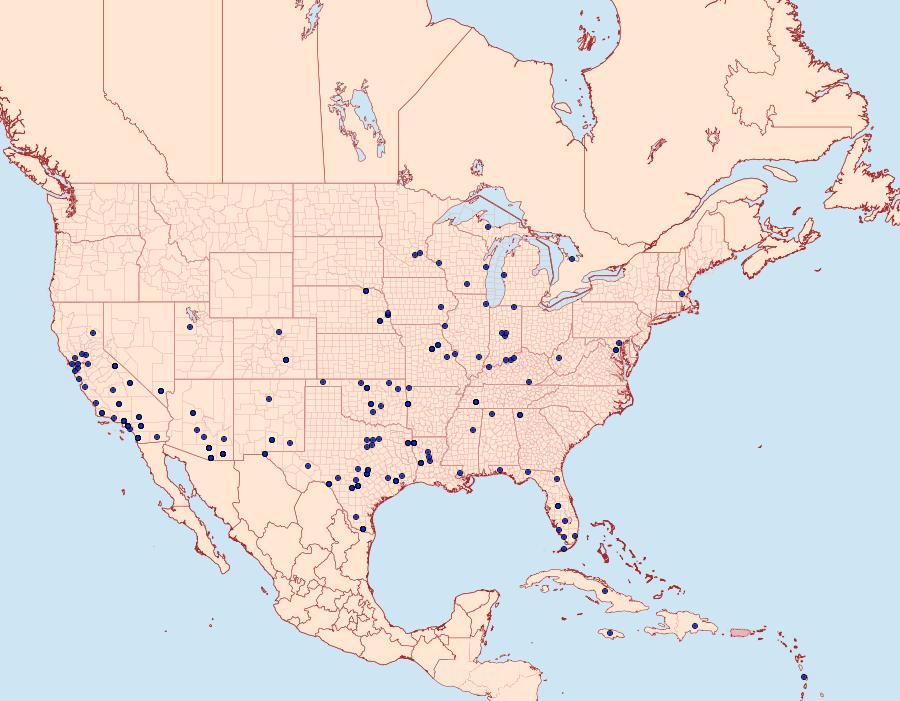 Distribution Data for Cyclophora nanaria