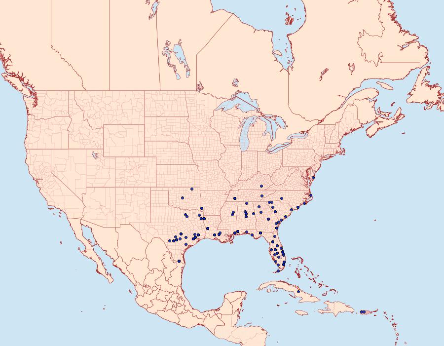 Distribution Data for Leptostales pannaria