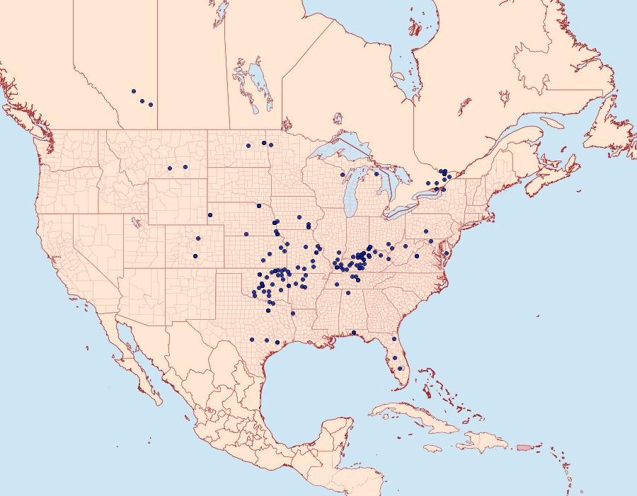 Distribution Data for Leptostales ferruminaria