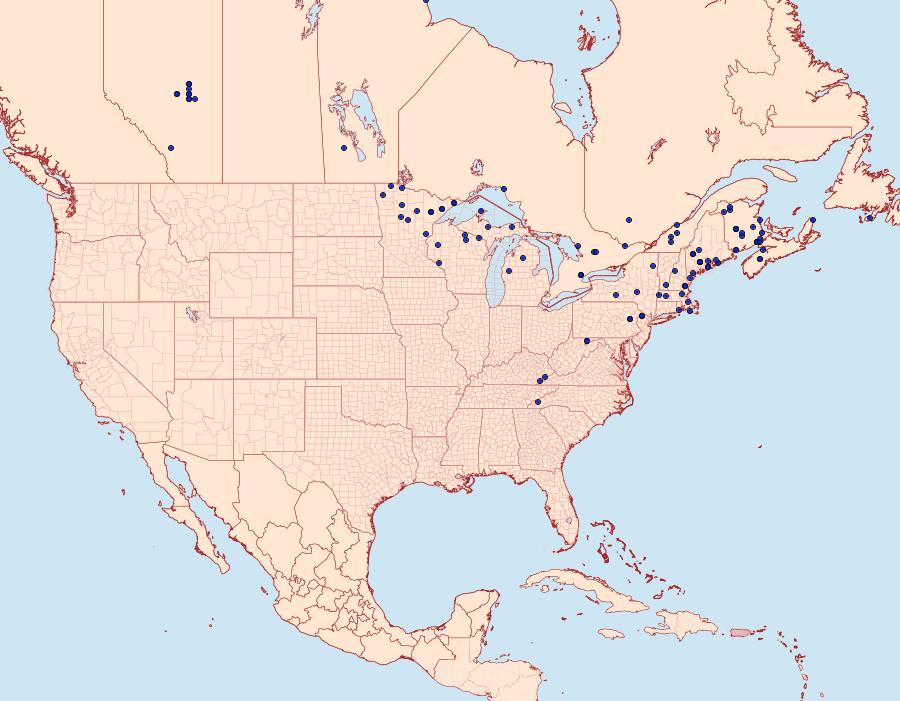 Distribution Data for Eulithis explanata