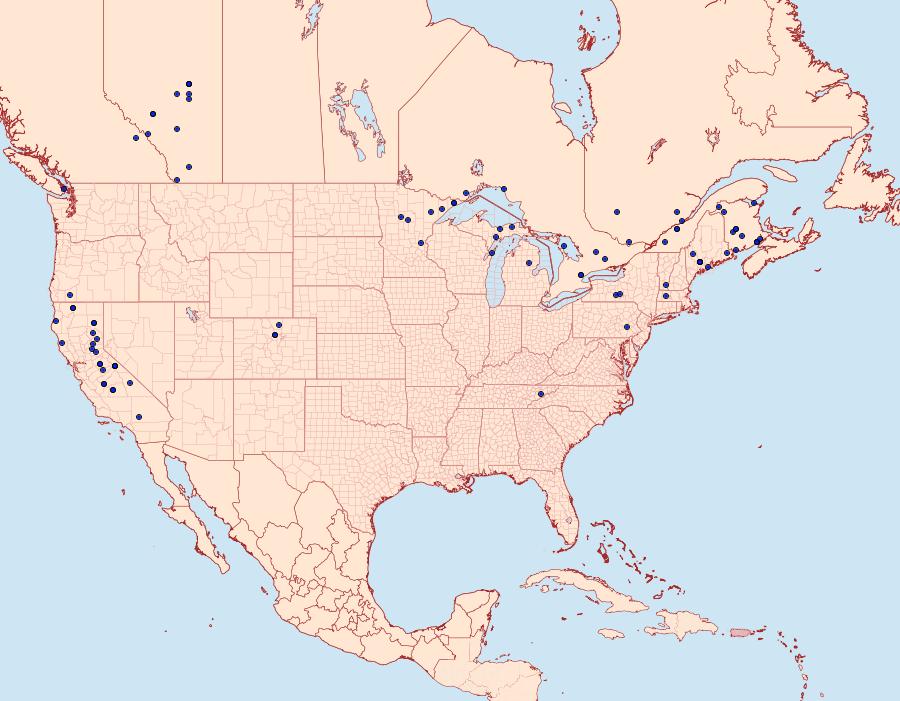 Distribution Data for Hydriomena perfracta