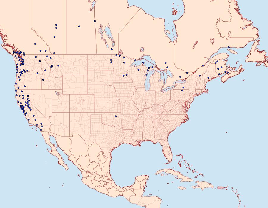 Distribution Data for Triphosa haesitata