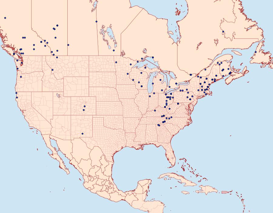 Distribution Data for Mesoleuca ruficillata