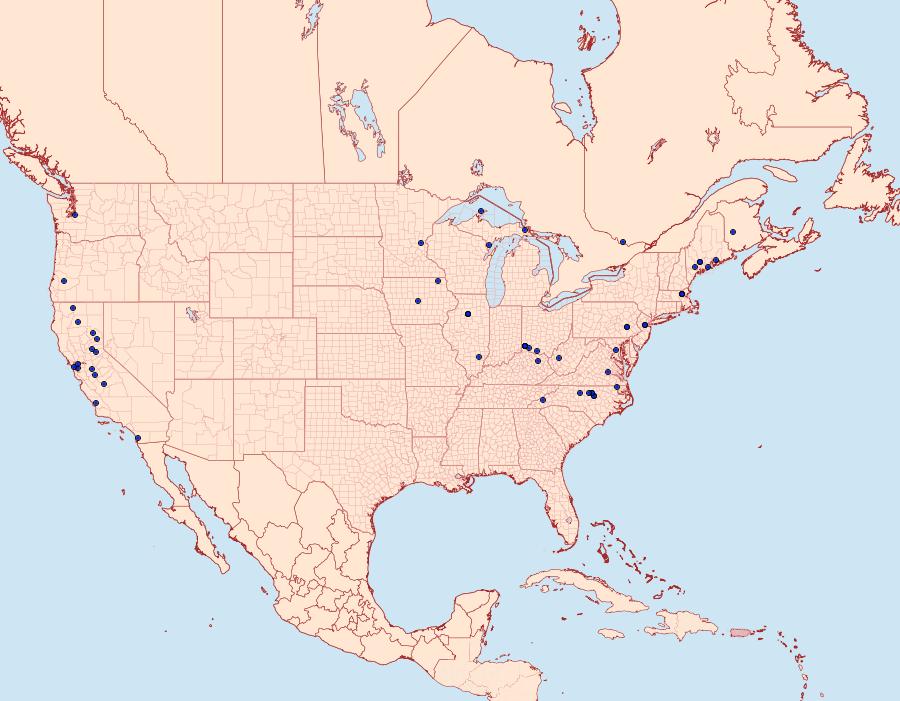 Distribution Data for Phyllonorycter basistrigella