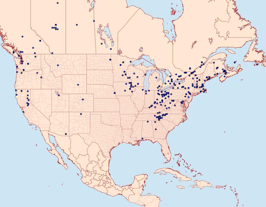 Distribution Data for Euphyia intermediata