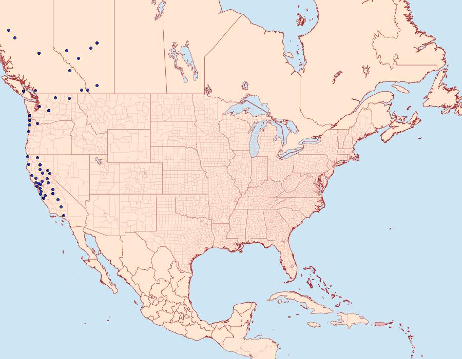 Distribution Data for Venusia pearsalli