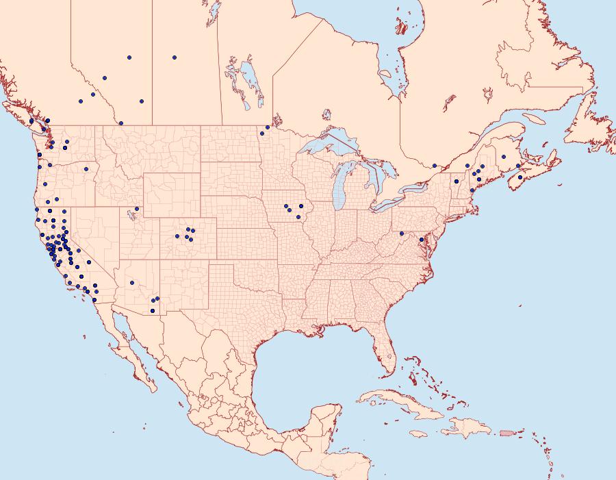 Distribution Data for Eupithecia misturata