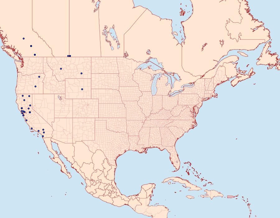 Distribution Data for Eupithecia behrensata