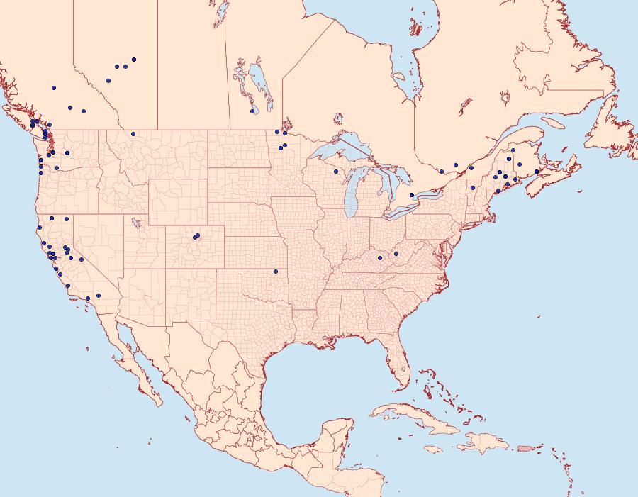 Distribution Data for Eupithecia annulata