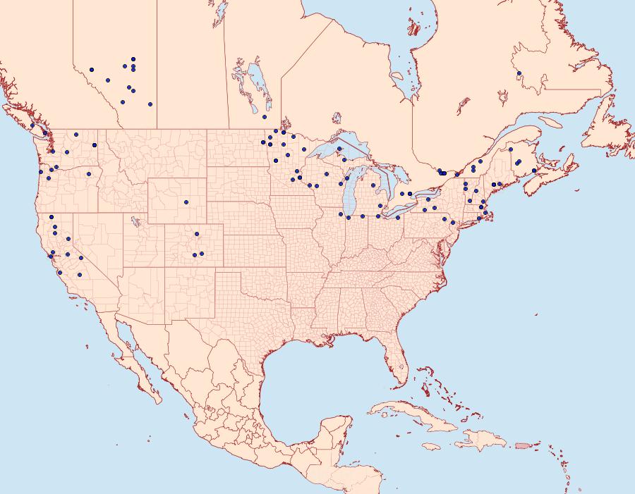 Distribution Data for Eupithecia ravocostaliata