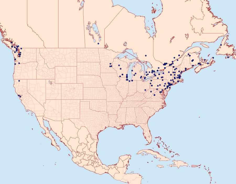 Distribution Data for Pasiphila rectangulata