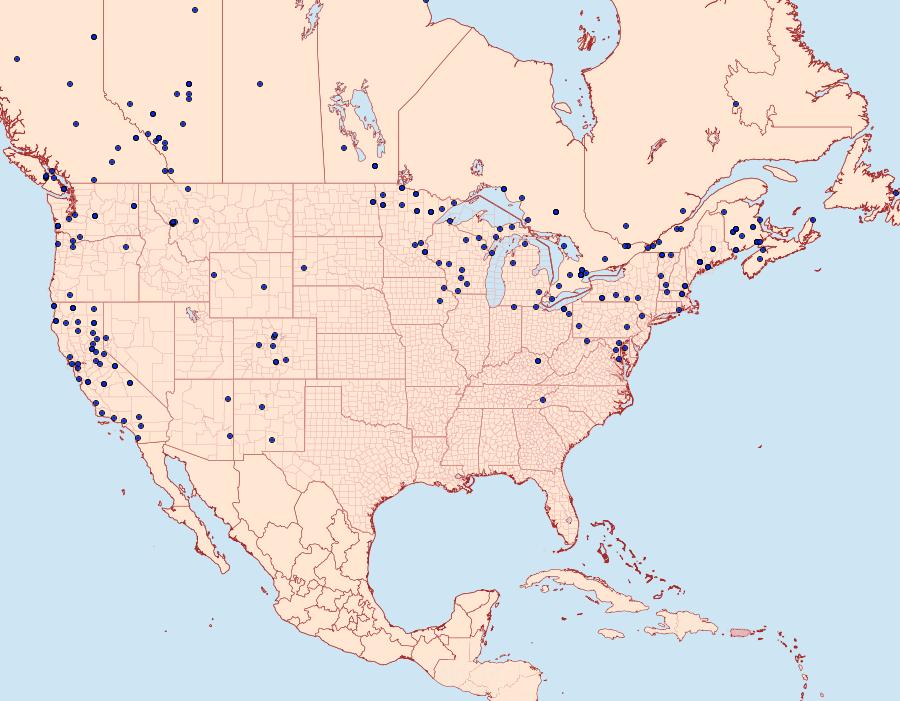 Distribution Data for Lobophora nivigerata