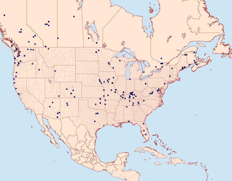 Distribution Data for Callizzia amorata