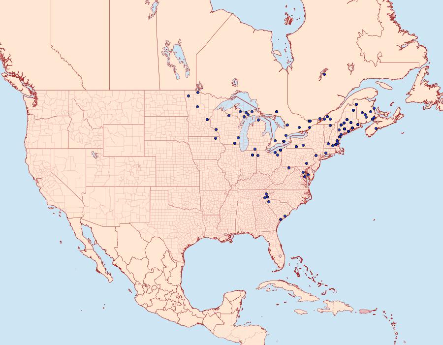 Distribution Data for Tolype laricis