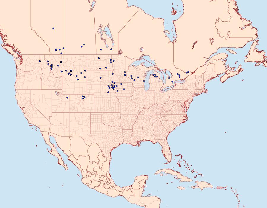 Distribution Data for Hyles euphorbiae