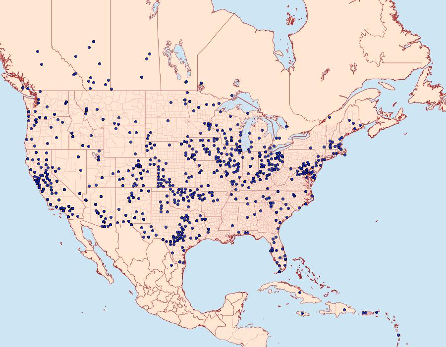 Distribution Data for Hyles lineata