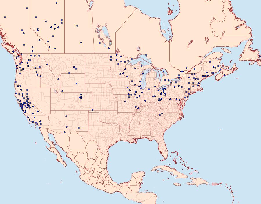 Distribution Data for Clostera apicalis