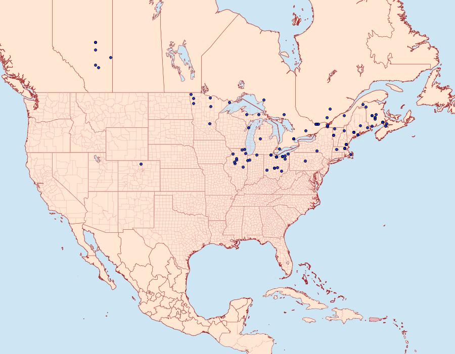 Distribution Data for Notodonta scitipennis