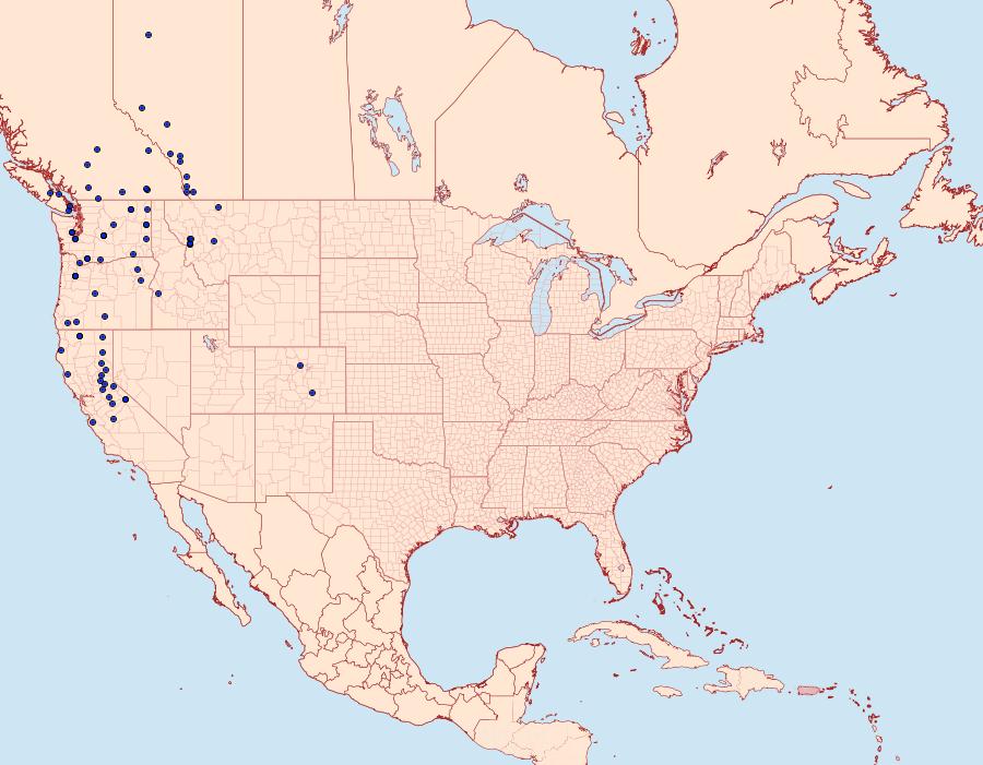 Distribution Data for Gluphisia severa