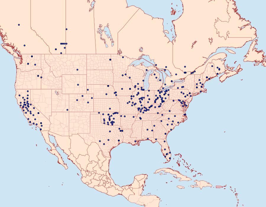 Distribution Data for Furcula cinerea