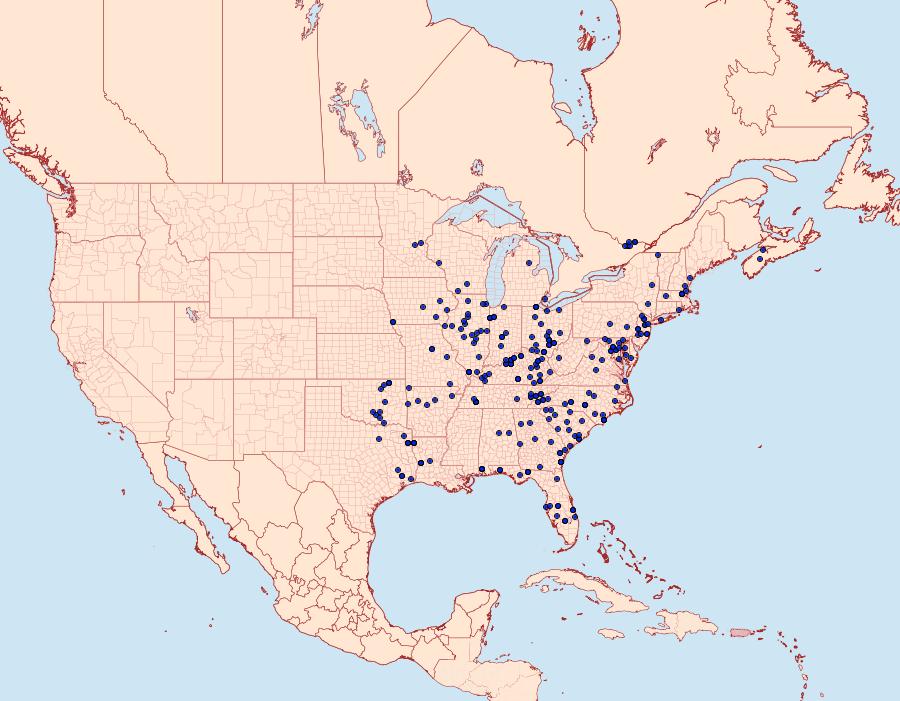 Distribution Data for Heterocampa obliqua