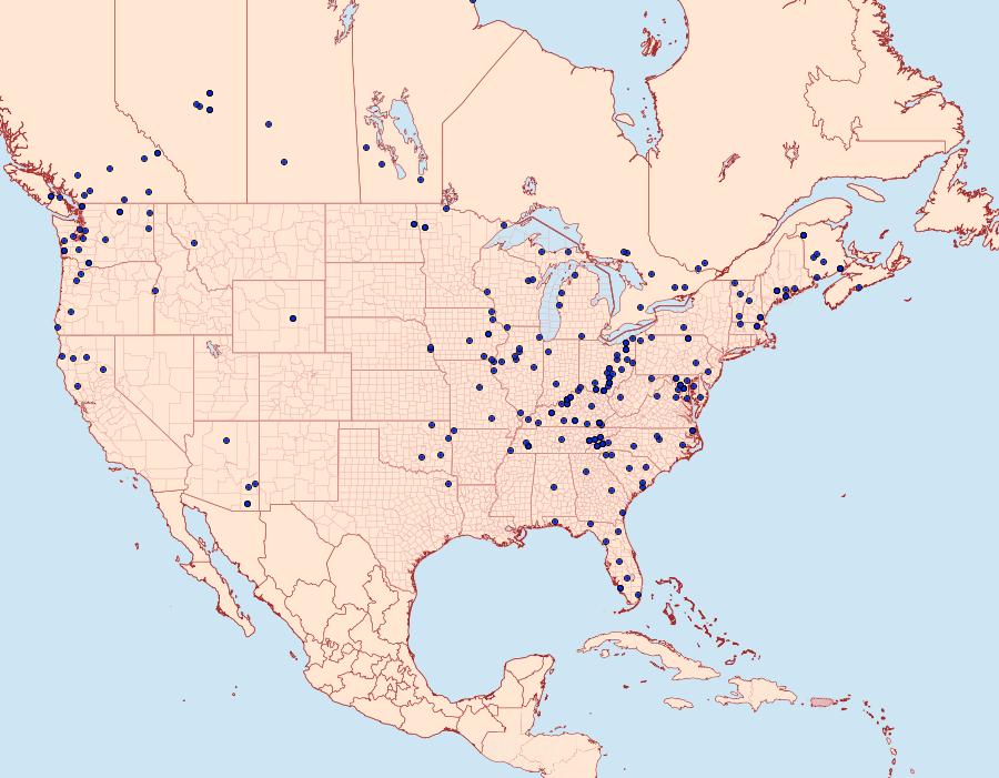 Distribution Data for Oedemasia semirufescens