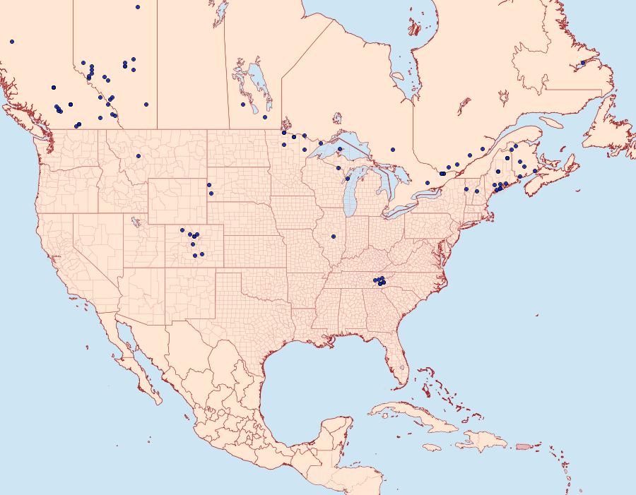 Distribution Data for Manulea bicolor