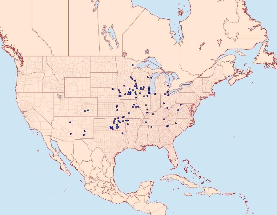 Distribution Data for Haploa reversa